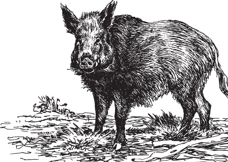 В тайге (сборник). С вопросами и ответами для почемучек - _87.png