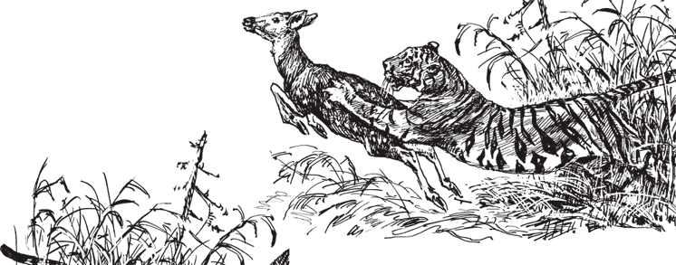 В тайге (сборник). С вопросами и ответами для почемучек - _96.png