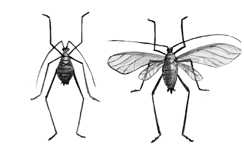 Огород без вредителей - _006.png