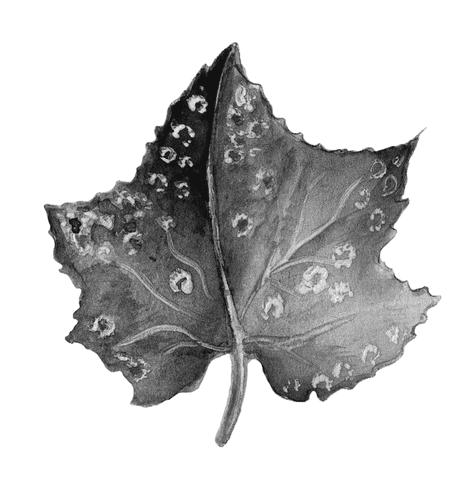 Огород без вредителей - _008.png