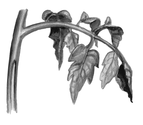 Огород без вредителей - _011.png