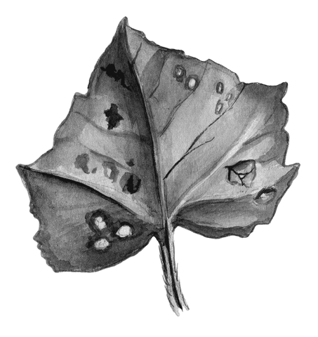 Огород без вредителей - _012.png