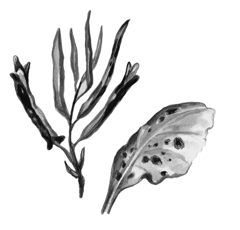 Огород без вредителей - _013.png