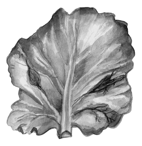 Огород без вредителей - _014.png