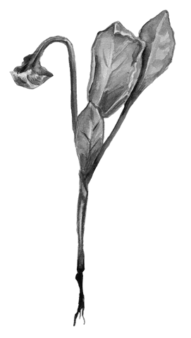 Огород без вредителей - _015.png