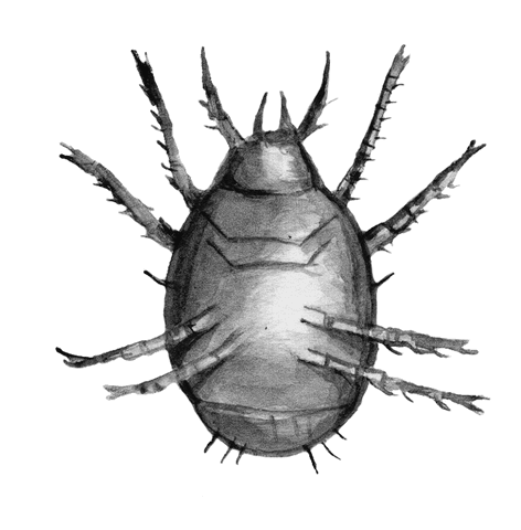 Огород без вредителей - _018.png