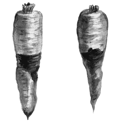 Огород без вредителей - _024.png