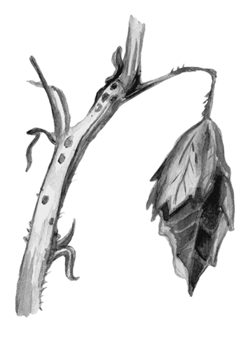 Огород без вредителей - _029.png