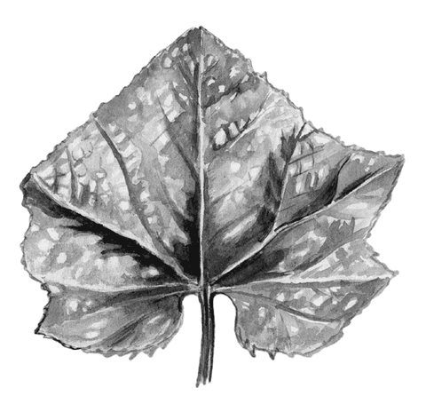 Огород без вредителей - _047.png