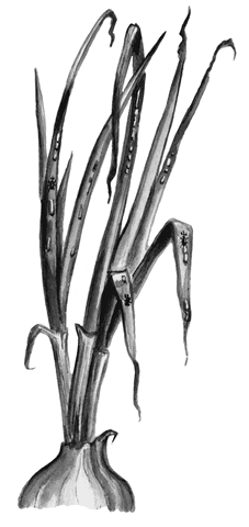 Огород без вредителей - _053.png