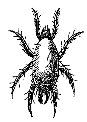 Огород без вредителей - _064.png