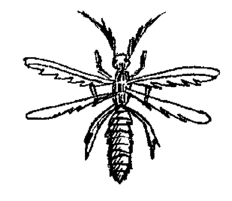 Огород без вредителей - _065.png