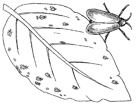 Огород без вредителей - _066.png