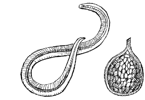 Огород без вредителей - _067.png