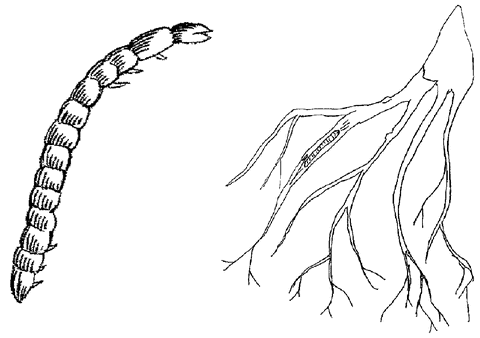 Огород без вредителей - _068.png