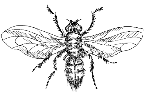 Огород без вредителей - _071.png