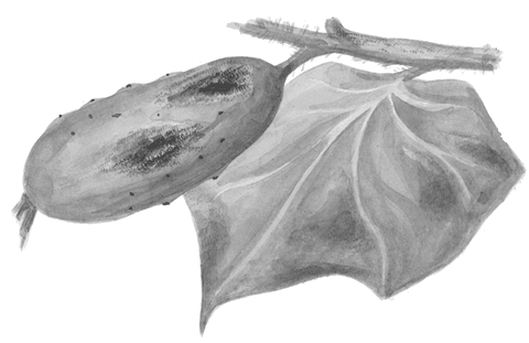 Огород без вредителей - _072.png