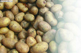 Картофель - _10.jpg