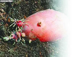 Картофель - _12.jpg