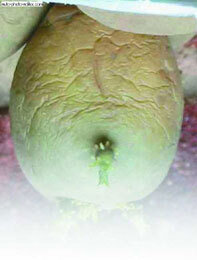 Картофель - _13.jpg