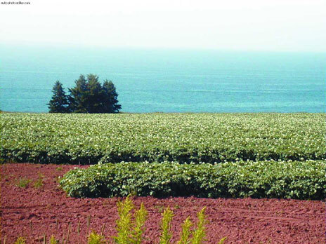 Картофель - _14.jpg