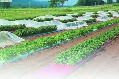 Картофель - _15.jpg