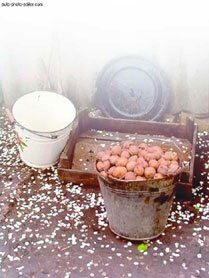 Картофель - _16.jpg