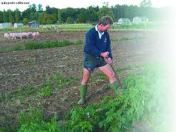 Картофель - _17.jpg