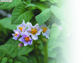 Картофель - _18.jpg