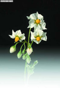 Картофель - _19.jpg