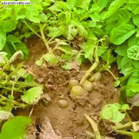 Картофель - _20.jpg