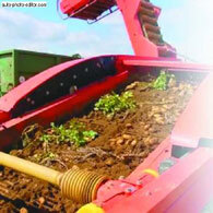 Картофель - _21.jpg