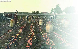 Картофель - _23.jpg