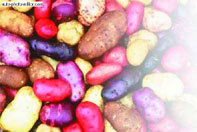 Картофель - _24.jpg