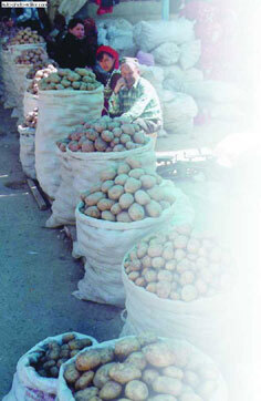 Картофель - _27.jpg