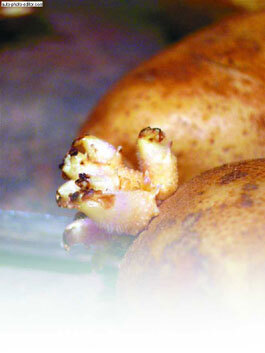 Картофель - _28.jpg