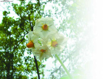 Картофель - _29.jpg