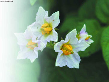 Картофель - _31.jpg