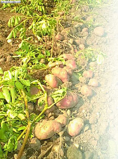 Картофель - _33.jpg