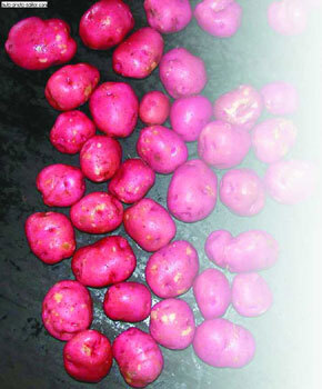 Картофель - _34.jpg