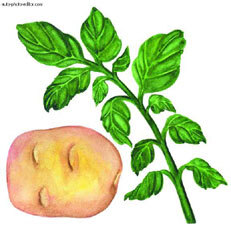 Картофель - _35.jpg