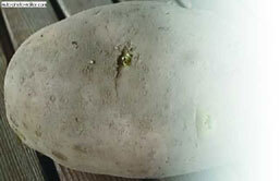 Картофель - _36.jpg