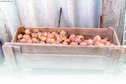 Картофель - _37.jpg