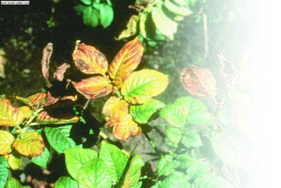 Картофель - _43.jpg