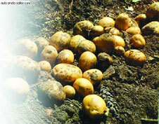 Картофель - _45.jpg