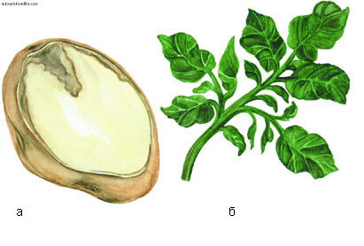 Картофель - _47.jpg