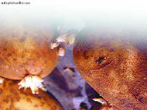 Картофель - _48.jpg