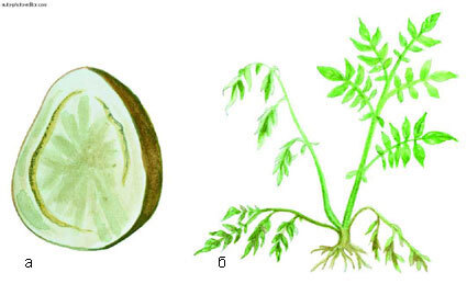 Картофель - _49.jpg