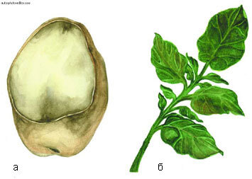 Картофель - _50.jpg