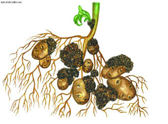 Картофель - _52.jpg